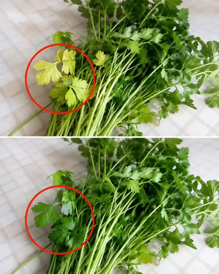 Pocos conocen el secreto para que el perejil vuelva a crecer verde y frondoso