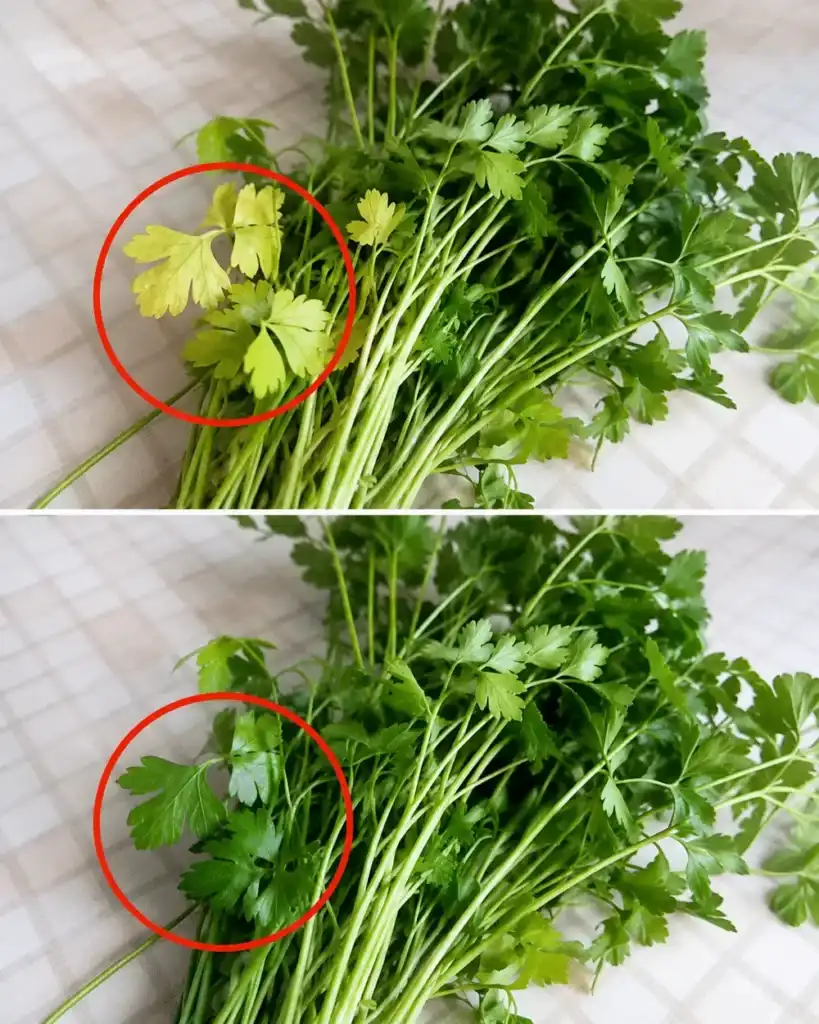 Pocos conocen el secreto para que el perejil vuelva a crecer verde y frondoso